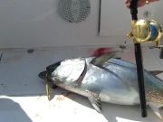 Tuna Trip 91509 031